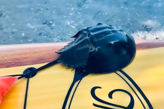Dolphin and Manatee Kayak and SUP Adventure Tour of Cocoa Beach - Is $65 a fair price for Cocoa Beach?