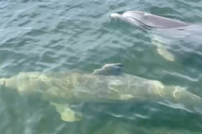 Dolphin and Manatee Kayak and SUP Adventure Tour of Cocoa Beach - Weather, cancellations, and practical planning