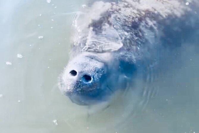 Dolphin and Manatee Kayak and SUP Adventure Tour of Cocoa Beach - Looking for dolphins and manatees from the water