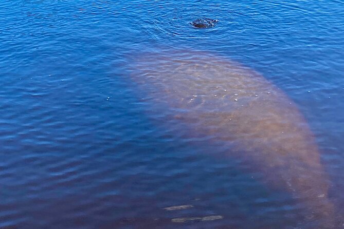 Dolphin and Manatee Kayak Tour of Daytona Beach - Small groups and strong guide support