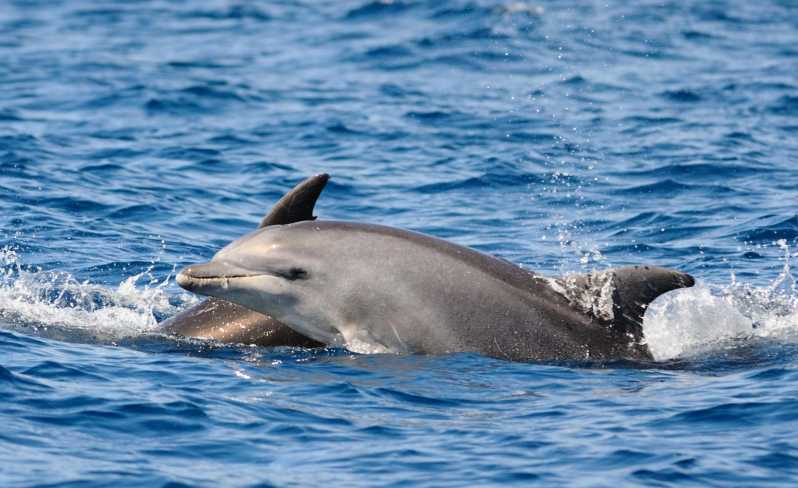 Dolphin Kayak Safari at Sunset at Golfo Aranci - What the three-hour Golfo Aranci outing is really like