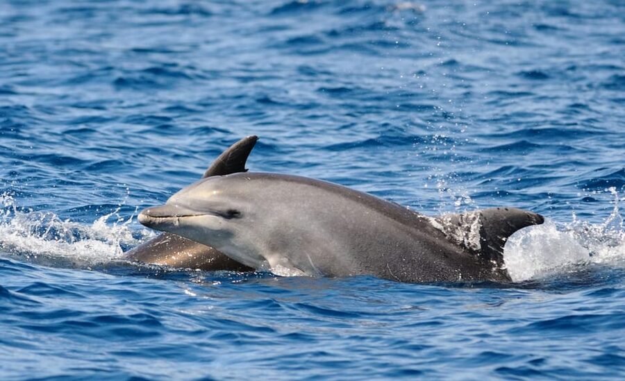 Dolphin Kayak Safari at Sunset at Golfo Aranci - How helpful is the guide?