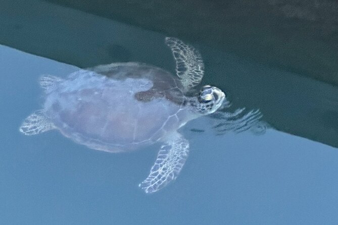 Dolphin, Manatee and SeaTurtle SUP Adventure Tour of St Augustine - What the two hours really feel like
