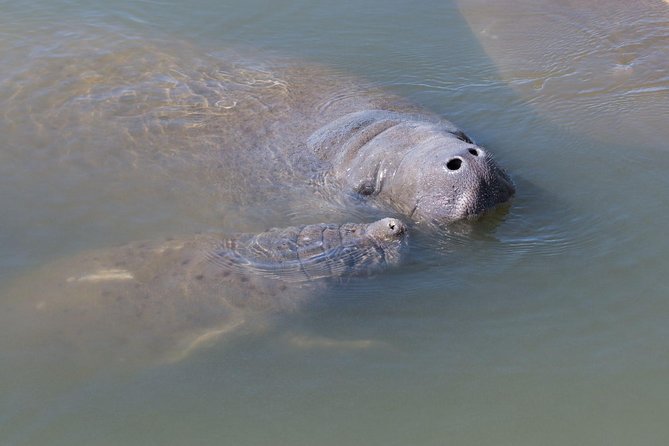 Dolphin & Manatee Kayaking Tour in Orlando Area - Your first paddle into the Indian River