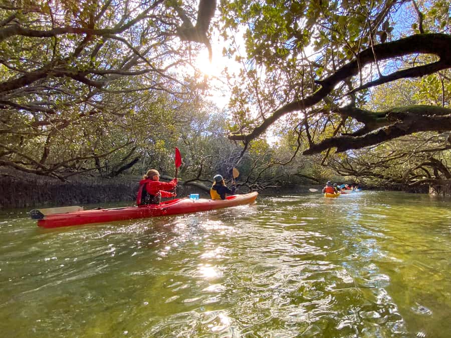 Dolphin Sanctuary and Ships Graveyard Kayak Tour - Key points to know before you book
