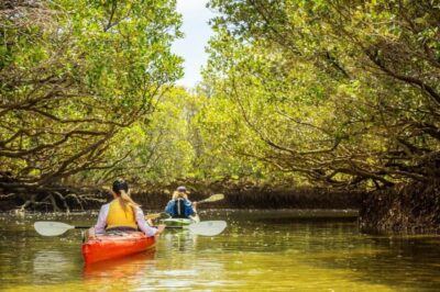 Dolphin Sanctuary and Ships Graveyard Kayak Tour