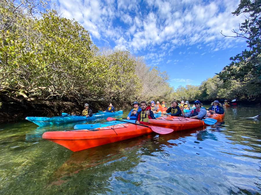 Dolphin Sanctuary and Ships Graveyard Kayak Tour - The Ships Graveyard and Port Adelaide’s past