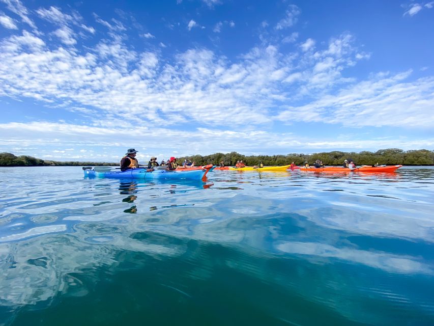 Dolphin Sanctuary and Ships Graveyard Kayak Tour - Meeting the Port River dolphins