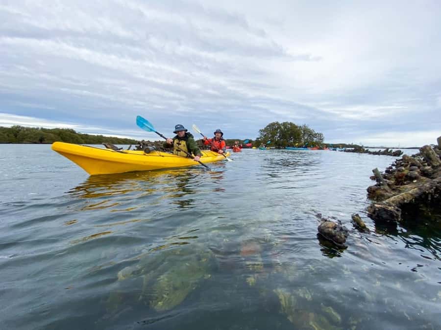 Dolphin Sanctuary and Ships Graveyard Kayak Tour - Price, transport, and the real cost