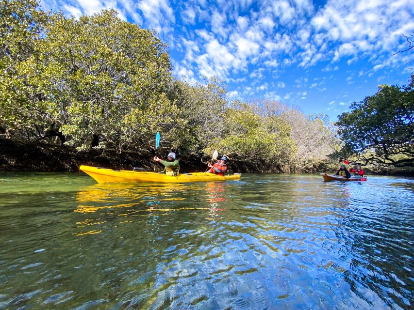 Dolphin Sanctuary and Ships Graveyard Kayak Tour - How the guides shape the experience