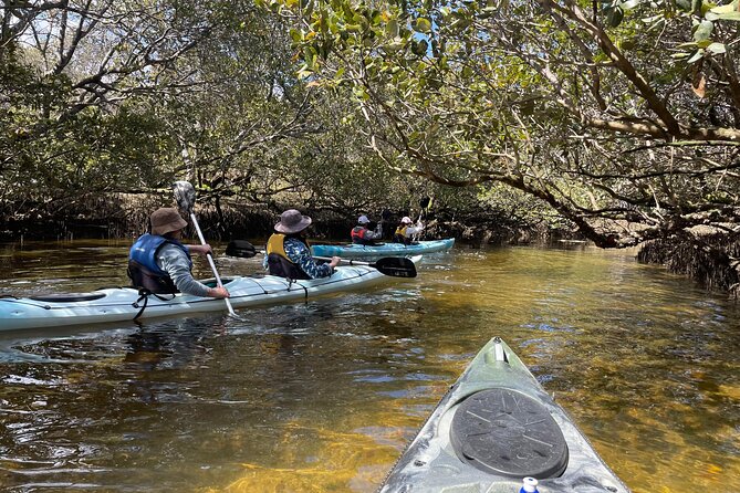 Dolphin Sanctuary Kayak Tour Adelaide - The highlights at a glance