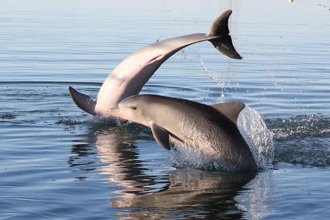 Dolphin Sanctuary Kayak Tour Adelaide - Shipwrecks, photographs, and changing conditions