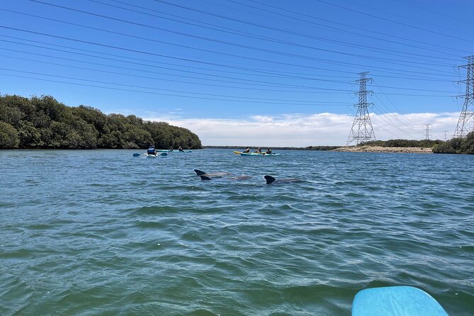 Dolphin Sanctuary Kayak Tour Adelaide - How much paddling should you expect?