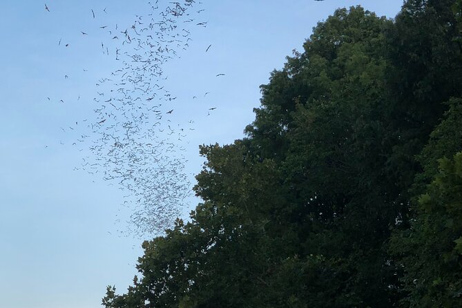 Downtown Austin Sunset Kayak Tour with 1.5 Million Bats - Why this Austin evening works so well