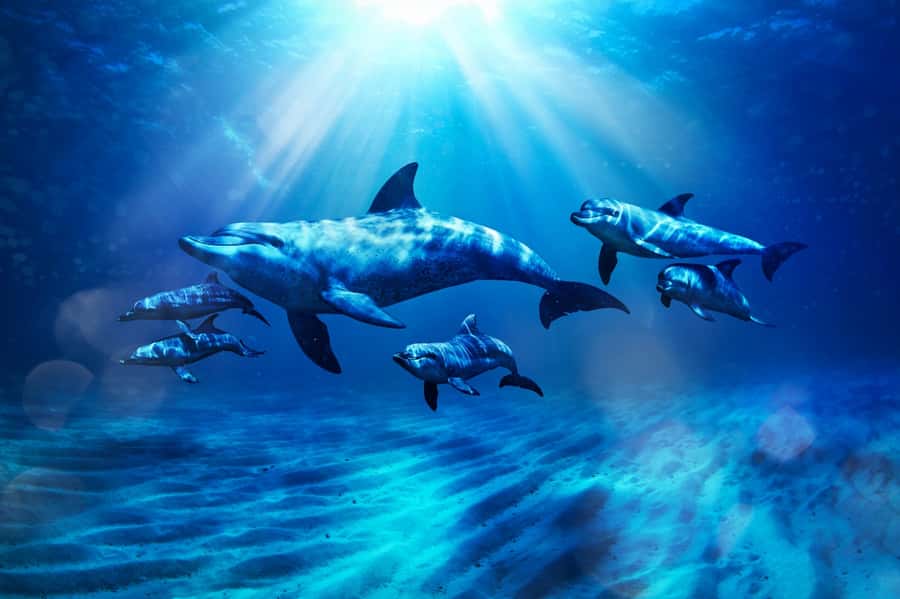 Dubai: Atlantis Dolphin Kayak Trip & Aquaventure Waterpark - Meeting dolphins at Atlantis The Palm