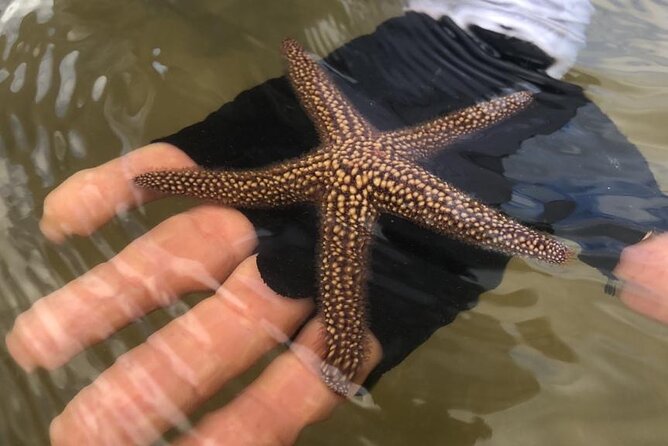 Easy Ride Pedal Kayak Tour Marco Island & Naples (Pedal or Paddle - Wildlife sightings and realistic expectations