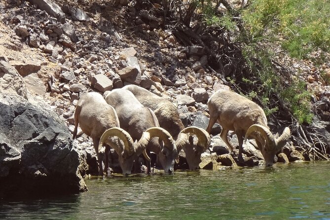Emerald Cave & Black Canyon Kayak Tour with Vegas Pickup - Wildlife, geology, and the stories between strokes