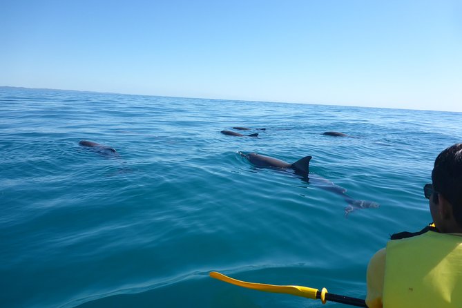 Epic Kayak With Dolphins & Wildlife - 4WD Beach Adventure Noosa - Why the beach drive is worth your time