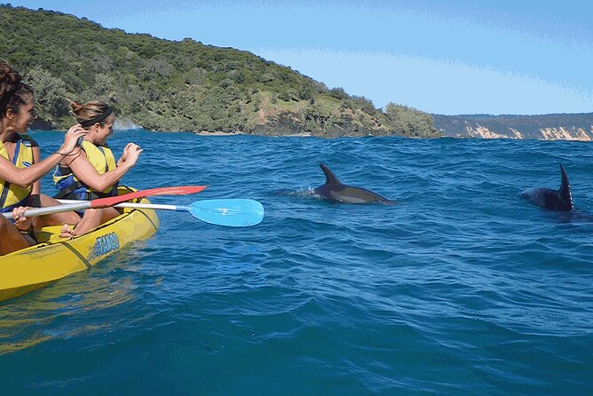 Epic Kayak With Dolphins & Wildlife - 4WD Beach Adventure Noosa - Is $115.48 good value?