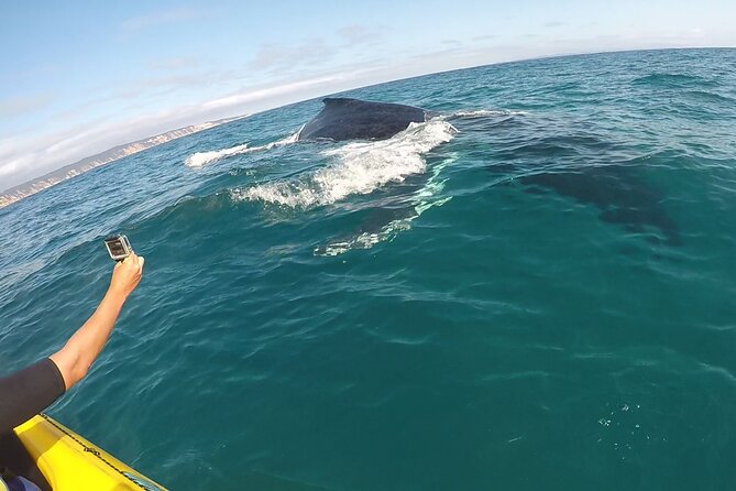 Epic Kayak With Dolphins & Wildlife - 4WD Beach Adventure Noosa - What the kayaking is really like