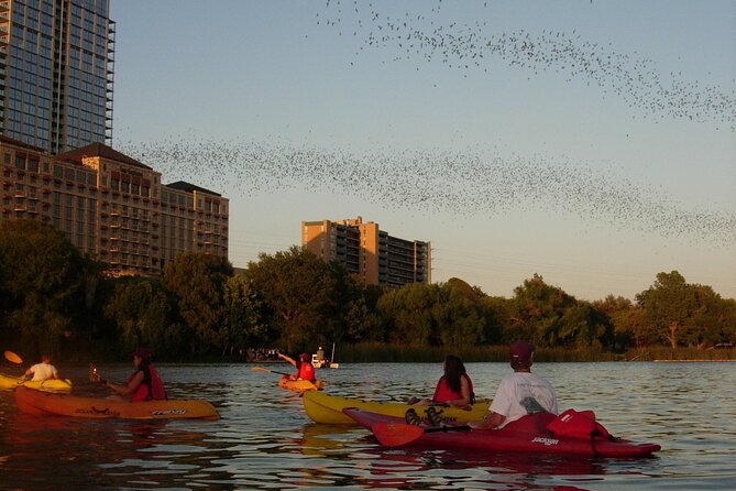 Evening Bat Watching Kayak Tour - The paddle back, with Austin lights on