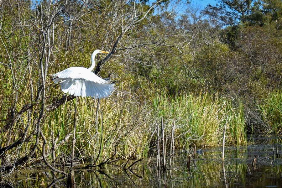 Everglades City: Guided Kayaking Tour of the Wetlands - Paddling instruction for first-time kayakers