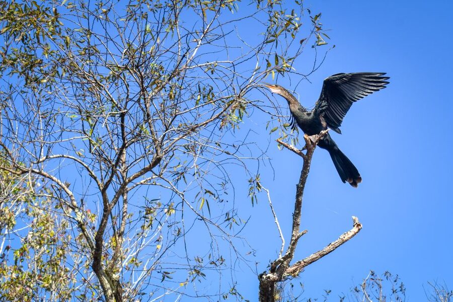 Everglades City: Guided Kayaking Tour of the Wetlands - Heat, mosquitoes, and clothes that can get dirty