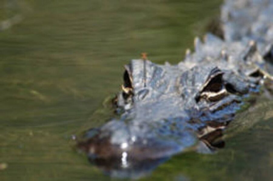 Everglades: Everglades Alligators and Orchids Kayak Eco Tour - Meeting the white van at the Everglades