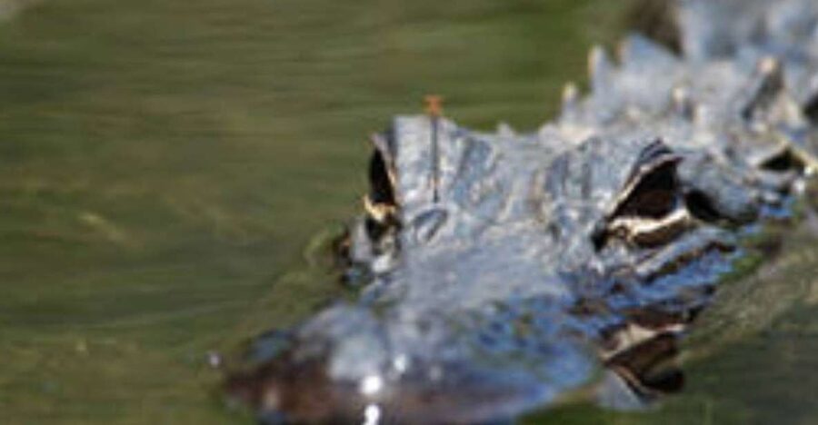 Everglades: Everglades Alligators and Orchids Kayak Eco Tour - Should you book the Everglades Alligators and Orchids Kayak Eco Tour?