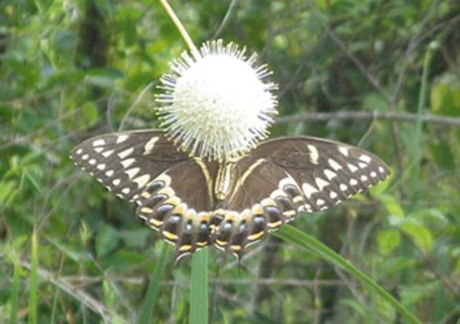 Everglades: Everglades Alligators and Orchids Kayak Eco Tour - Your first paddle through mangrove tunnels