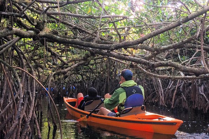 Everglades Kayak Safari Adventure Through Mangrove Tunnels - Key points before you book