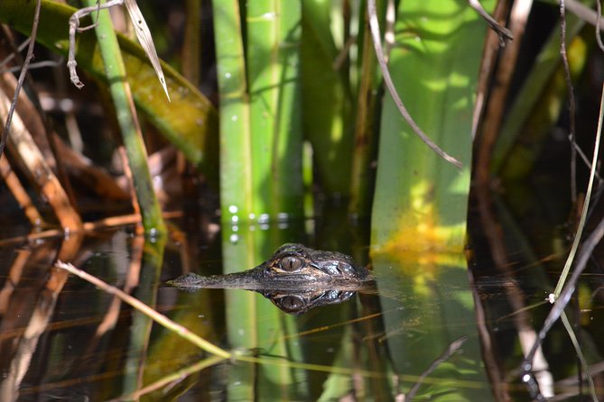 Everglades Kayak Safari Adventure Through Mangrove Tunnels - Why the Turner River makes a good kayak route