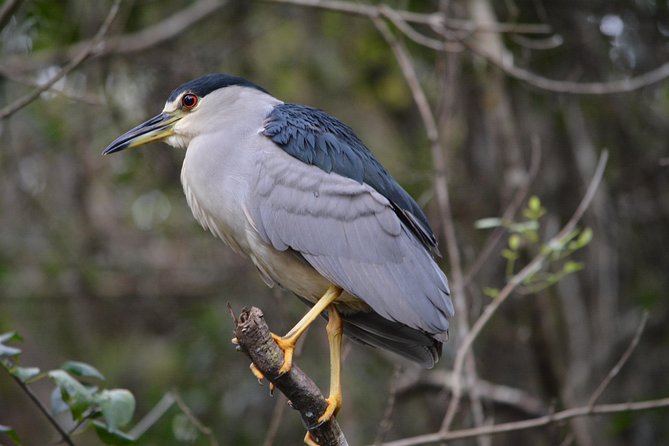 Everglades Kayak Safari Adventure Through Mangrove Tunnels - Meeting point, restrooms, and what to wear