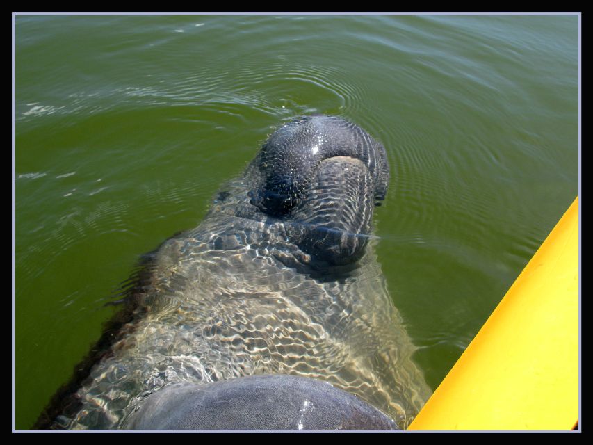 Everglades National Park 3-Hour Kayak Eco Tour - Key points before you book