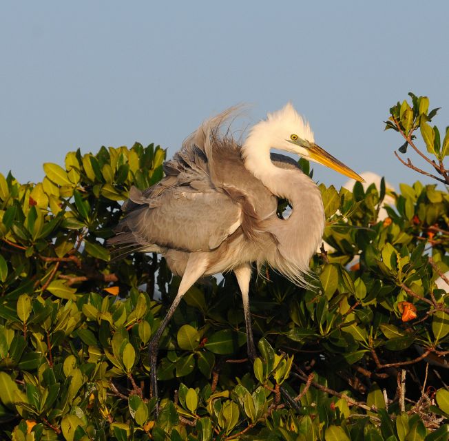 Everglades National Park 3-Hour Kayak Eco Tour - What the three hours may look like