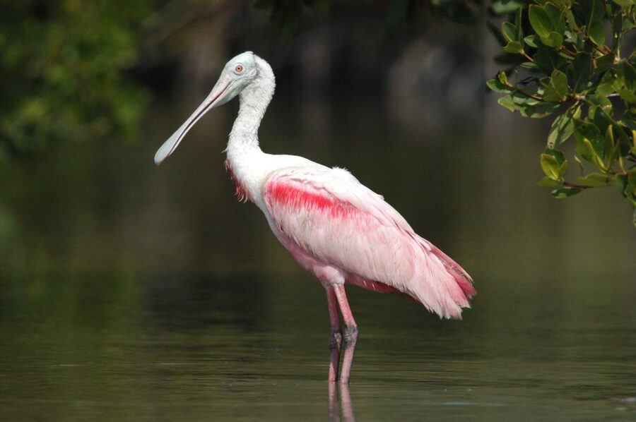 Everglades National Park 3-Hour Kayak Eco Tour - What to pack for Chokoloskee Island