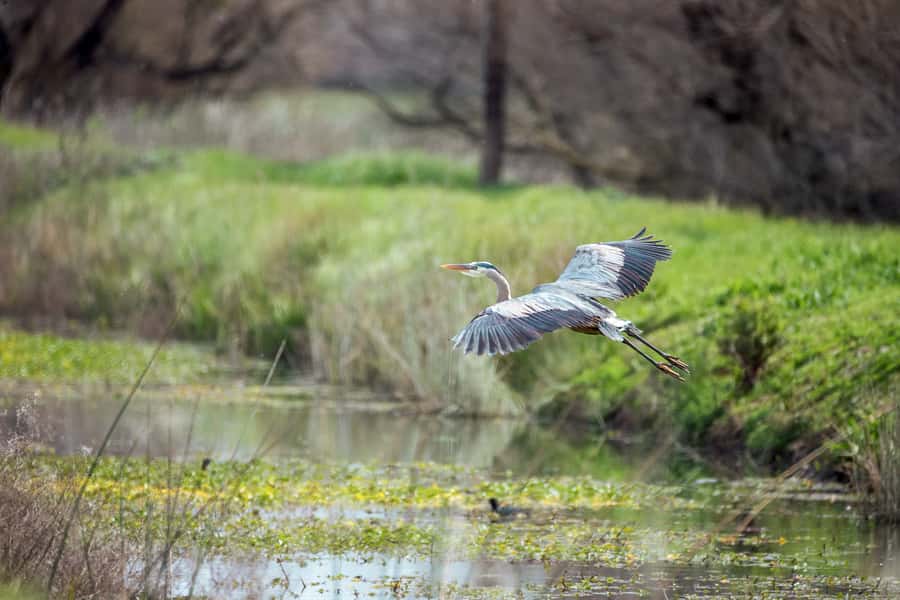 Everglades National Park: Mangrove Tunnel Kayak Eco-Tour - Wildlife sightings, from alligators to spoonbills