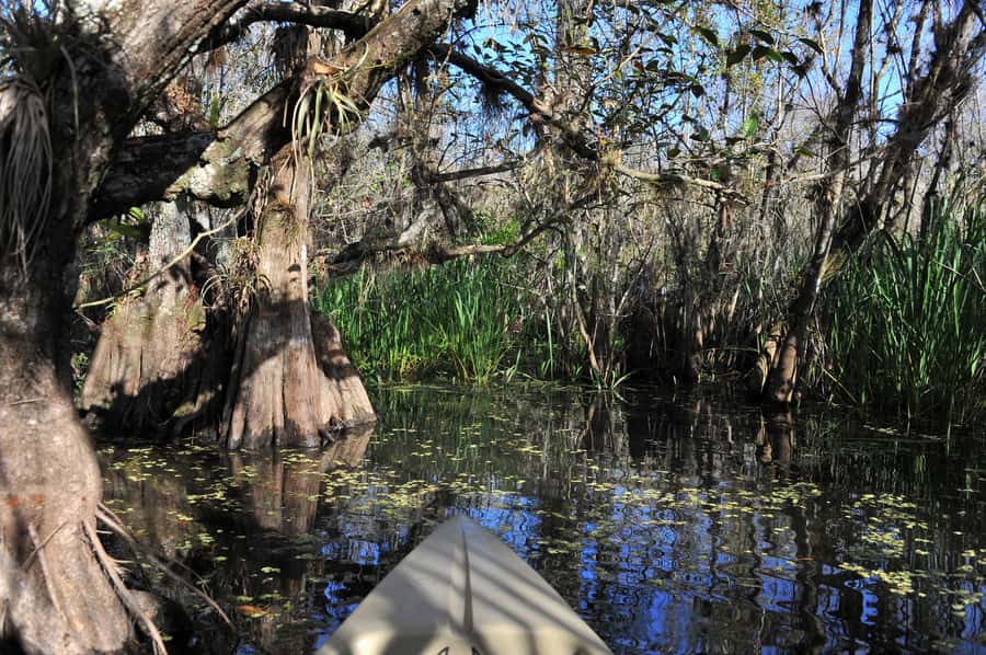 Everglades National Park: Mangrove Tunnel Kayak Eco-Tour - Price and what you receive for $109