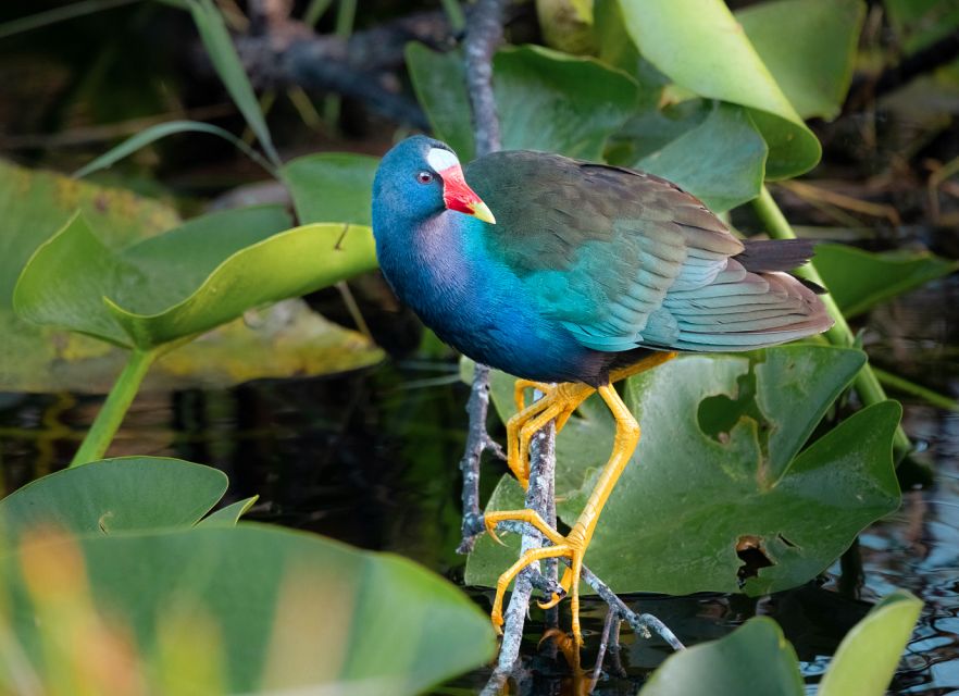 Everglades National Park: Mangrove Tunnel Kayak Eco-Tour - Small practical details that improve the day