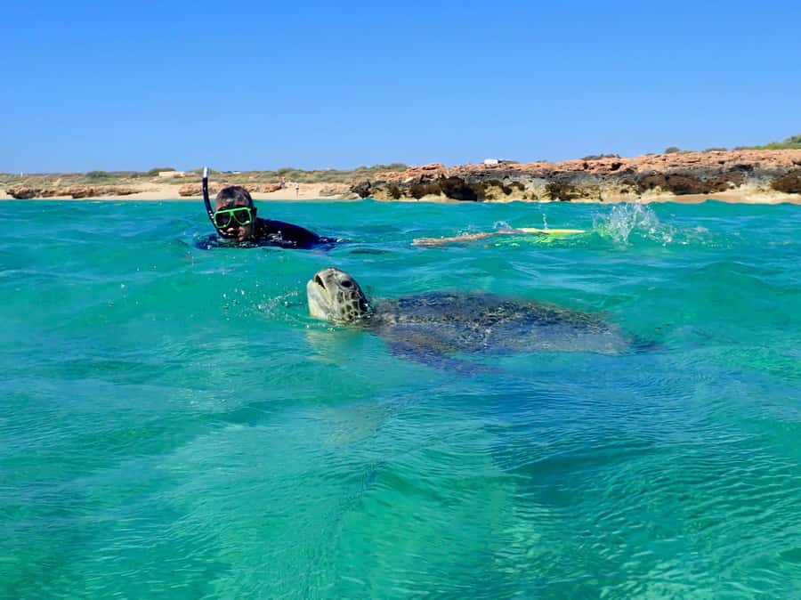 Exmouth: Half Day Turtle Kayak & Snorkel Tour - Key points to know before you book
