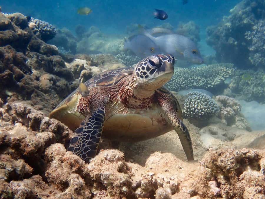 Exmouth: Half Day Turtle Kayak & Snorkel Tour - Why this half-day Ningaloo outing works so well