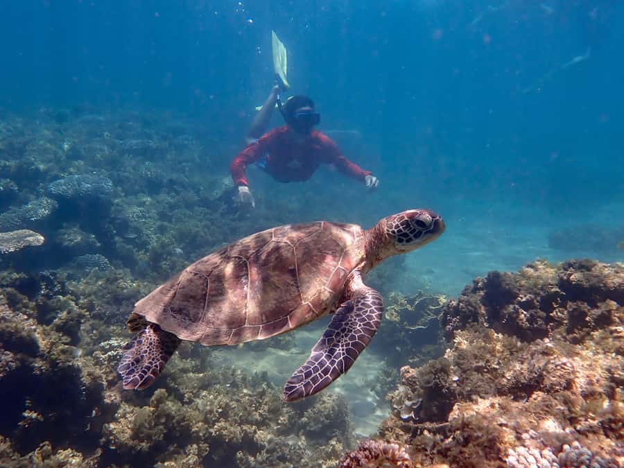 Exmouth: Half Day Turtle Kayak & Snorkel Tour - Snorkeling from kayak-only moorings
