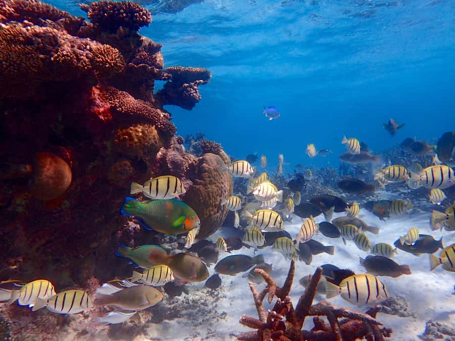 Exmouth: Lagoon Explorer - Full day kayak & Snorkel tour - Choosing a launch site for the conditions
