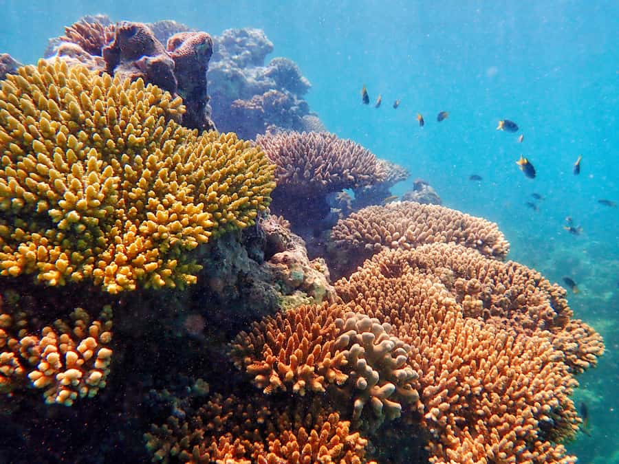 Exmouth: Lagoon Explorer - Full day kayak & Snorkel tour - Paddling across Ningaloo’s sheltered lagoons