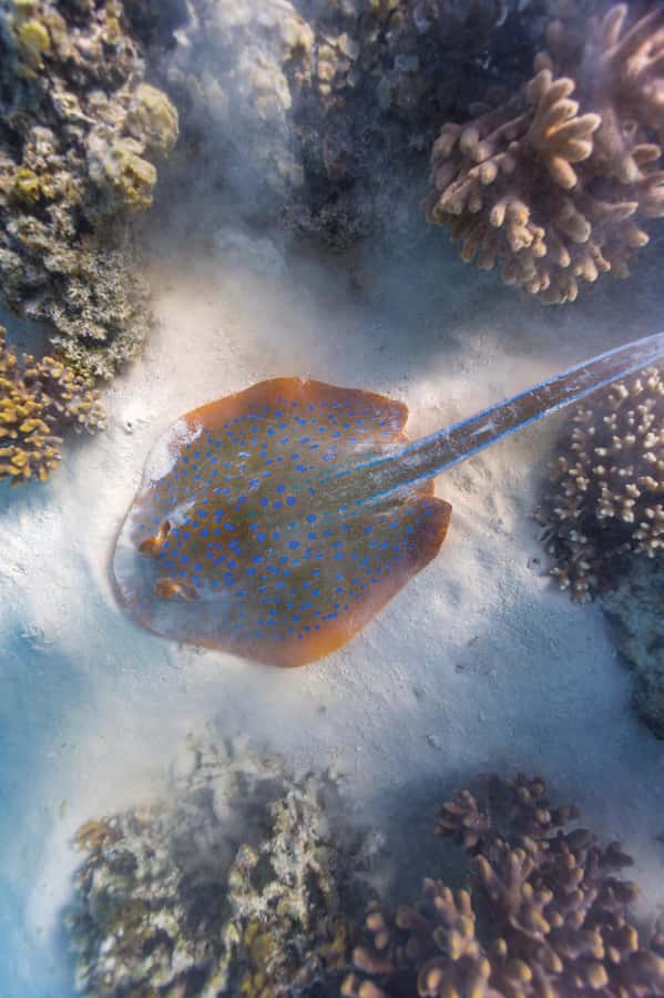 Exmouth: Lagoon Explorer - Full day kayak & Snorkel tour - What the $198 price really covers