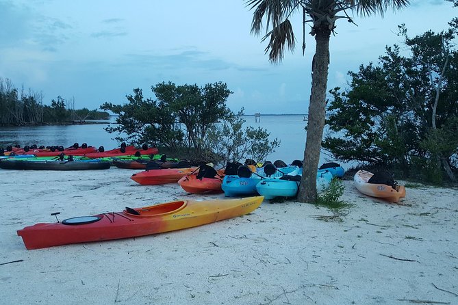 Florida Bioluminescence Kayaking Tour (Titusville) - Comb jellies, fish, and other night wildlife