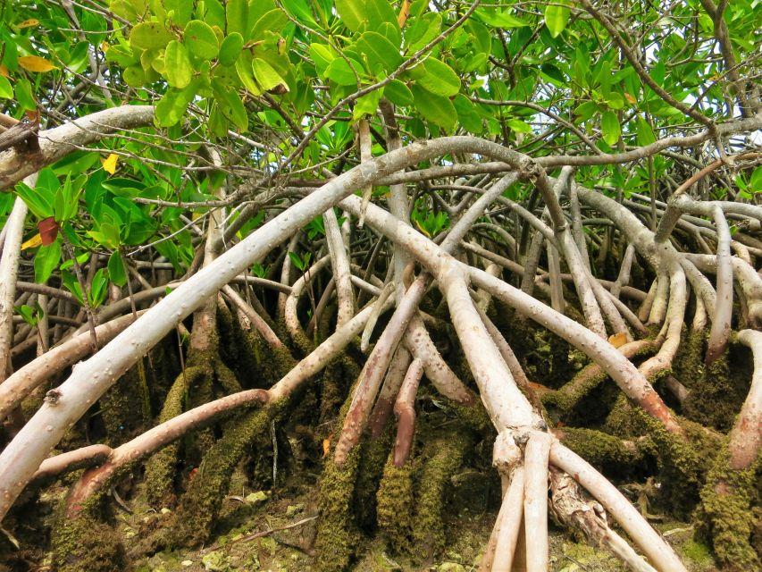 Florida Keys: Key West Kayak Eco Tour with Nature Guide - Why the mangrove explanation matters