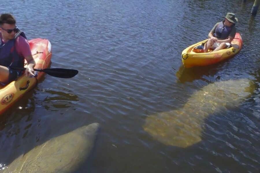 Fort Myers: Guided Kayaking Eco Tour in Pelican Bay - A guide can change the quality of the paddle