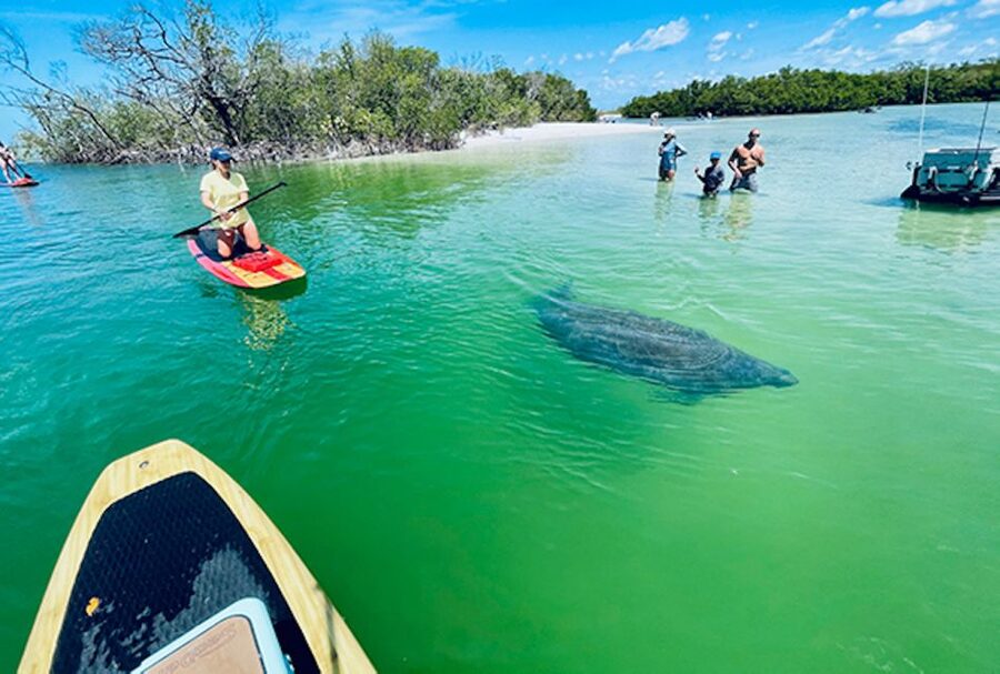 Fort Myers: Guided Standup Paddleboarding or Kayaking Tour - Choosing between a kayak and a standup paddleboard