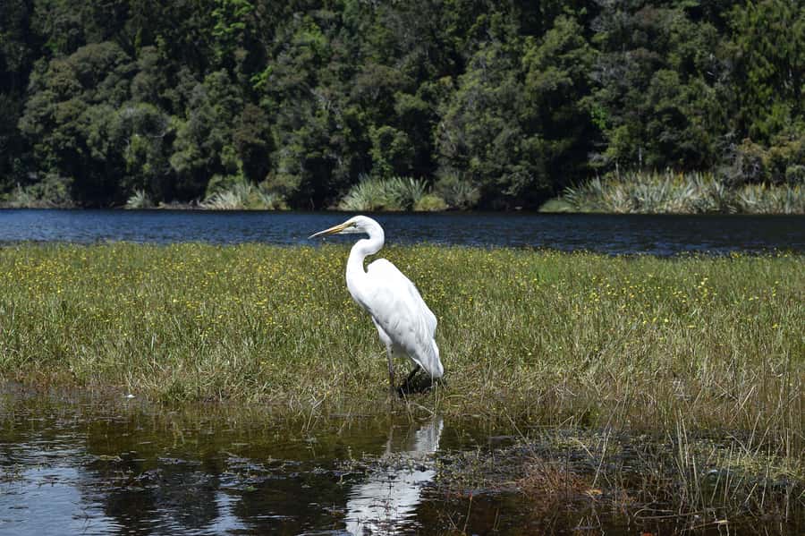 Franz Josef: Kayak & Walking Tour to Okarito Kiwi Sanctuary - Tea, coffee, and a pause in the forest